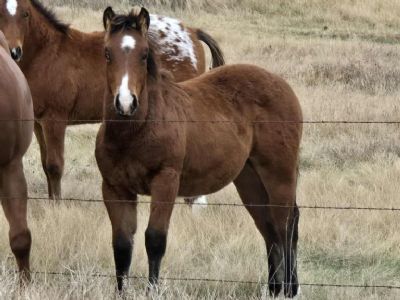 Whiskey Up Valar JW <BR>AQHA 6420086